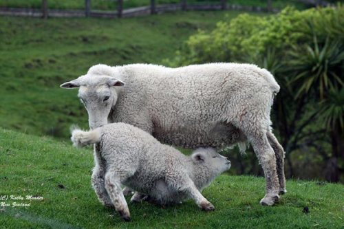 New-Zealand-spring-lamb